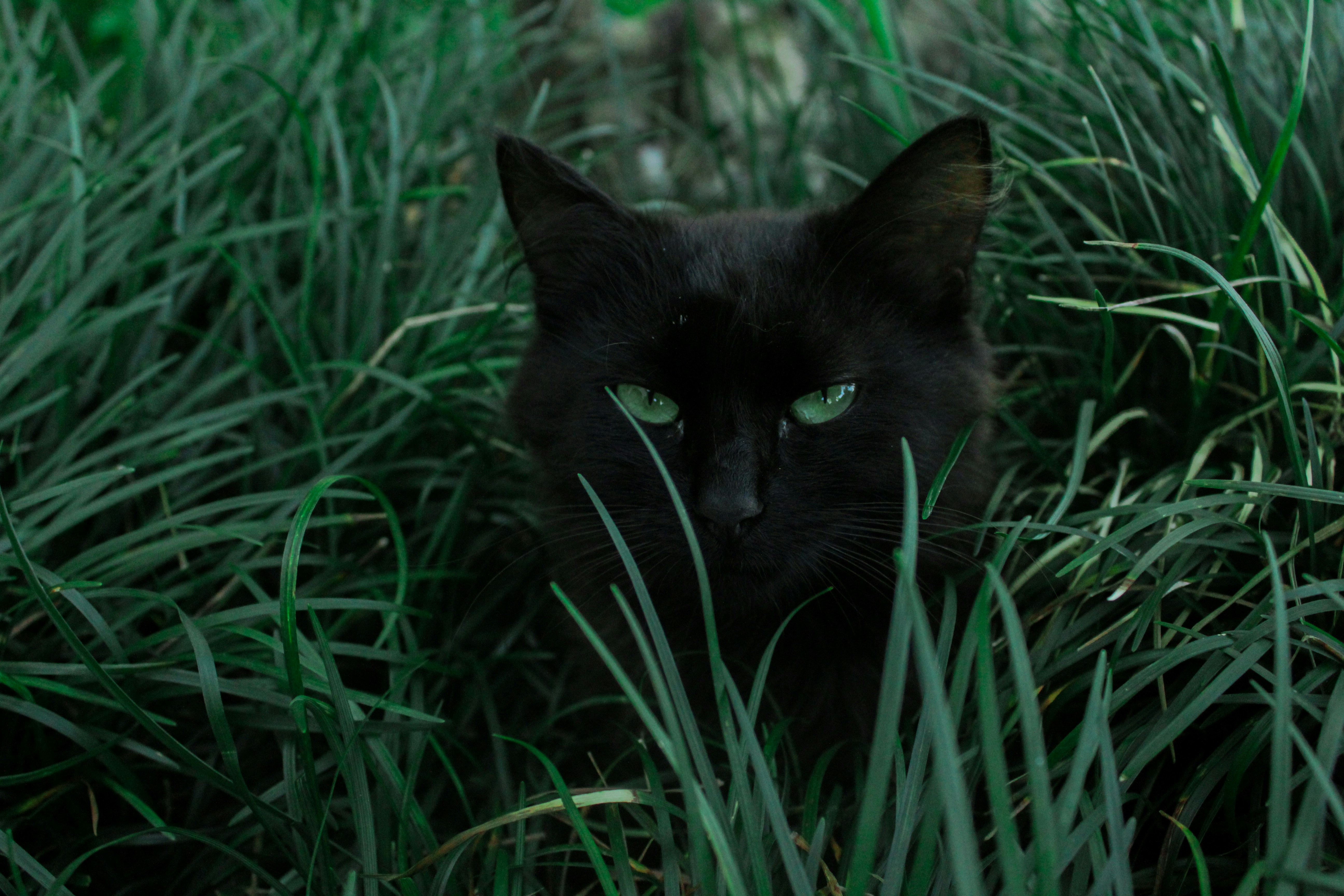 A black cat peeking through green grass